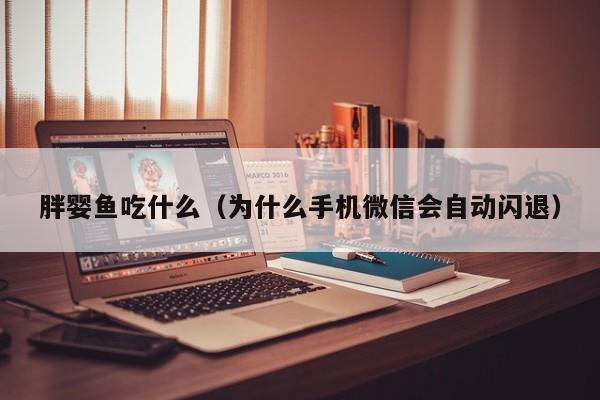 胖婴鱼吃什么（为什么手机微信会自动闪退）